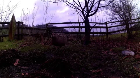 Female Pheasant 02 Stock Footage 47168482