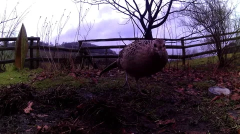 Female Pheasant 03 Stock Footage 47169881