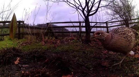 Female Pheasant 06 Stock-Footage 47168725