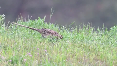 Female Pheasant Bird Standing Still in Lush Green Grass in a Chinese Field Stock Footage 337276133