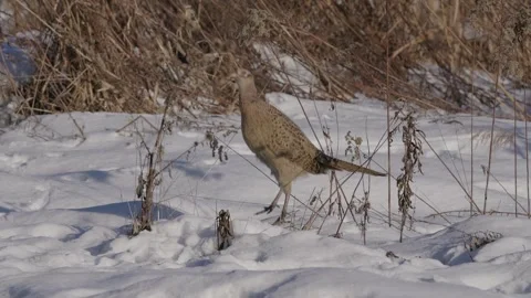 Female pheasant Stock Footage 328127491