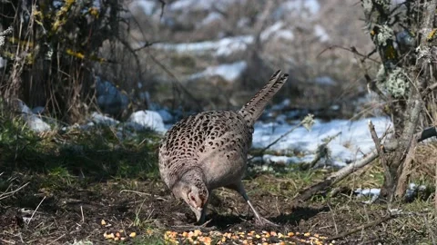 Female pheasant Phasianus colchicus in the wild Stock-Footage 231164037