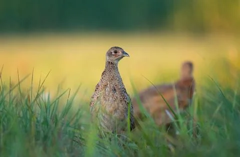 Female pheasant Stock Photos