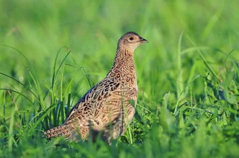 Female pheasant Stock Photos