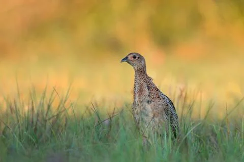Female pheasant Stock Photos