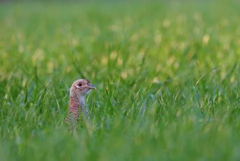Female pheasant Stock Photos
