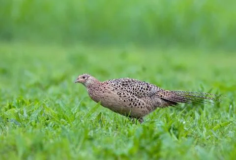 Female pheasant Foto stock