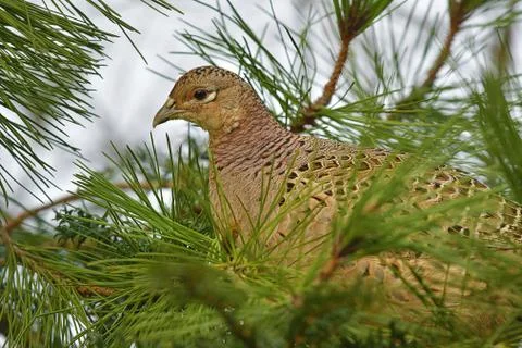 Female Pheasant Фото