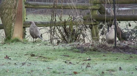 Female Pheasants 08 Video stock 47169765