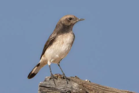 Female Picata Morph Variable Wheatear Resting on a Rock Fotos de archivo