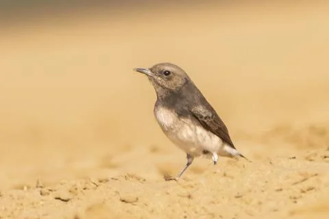 Female Picata Morph Variable Wheatear Sitting in Sand Stock-Fotos