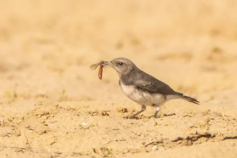 Female Picata Morph Variable Wheatear with a Catch Stock-Fotos