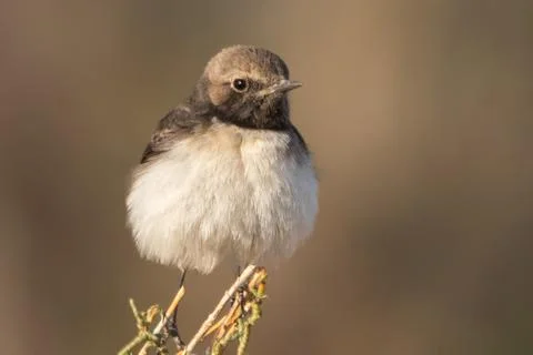 Female Picata Morph Variable Wheatear on an Open Perch 스톡 사진