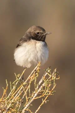 Female Picata Morph Variable Wheatear in a Calm Stance 스톡 사진