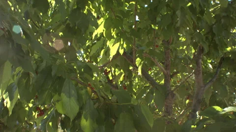 Female picks a cherry from a tree Stock Footage 40029979
