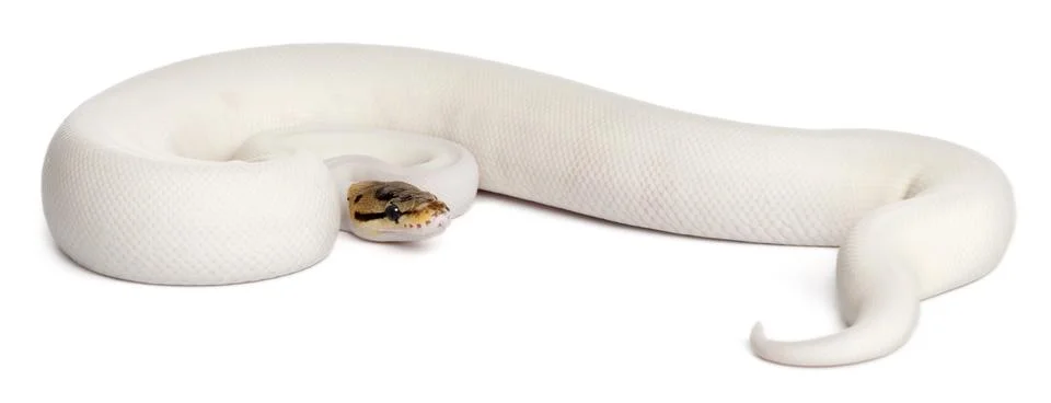 Female Pied Spider Royal python, ball python, Python regius, 18 months old, in f Foto stock