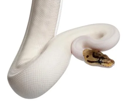 Female Pied Spider Royal python, ball python, Python regius, 18 months old, in f 스톡 사진