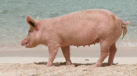 Female Pig on a Beach Stock Footage 475697