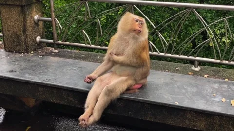 A female pig-tailed macaque sits on a bench and scratches her front paw. Video stock 339646367
