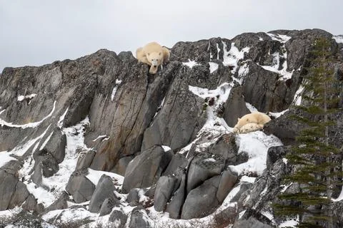 Female polar bear and two cubs on a rocky cliff 库存照片