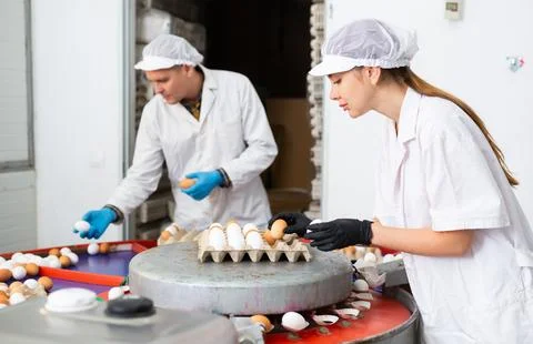 Female poultry farm worker sorting eggs and packing in paper trays Stock Photos