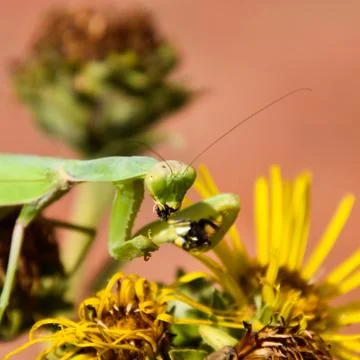 The female praying mantis devouring wasp Foto stock