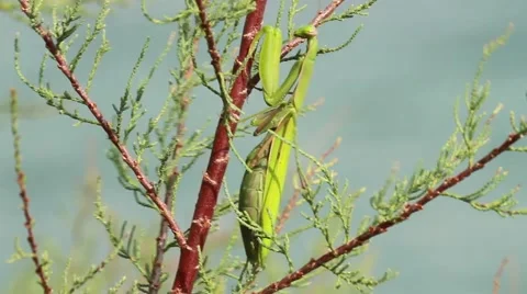 Female of a Praying Mantis Stock-Footage 43064039