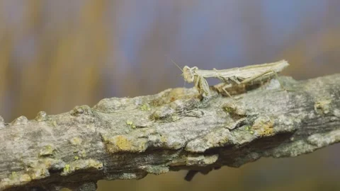 Female praying mantis sits on tree branch, masquerading against its background Stock Footage 243181586