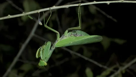 Female praying mantis washes itself with its front paws. Close up of mantis  Stock Footage 163563201