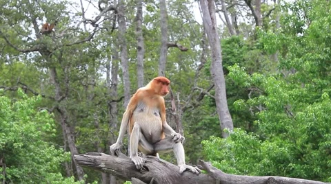 Female Proboscis Monkey Stock Footage 64567555