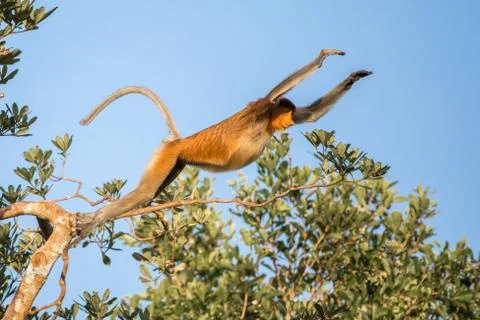 Female Proboscis monkey jumping Stock Photos