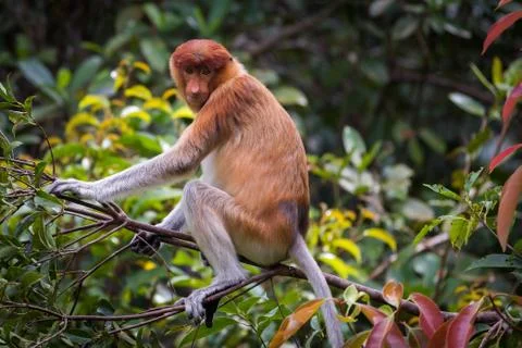 Female Proboscis monkey Stock Photos