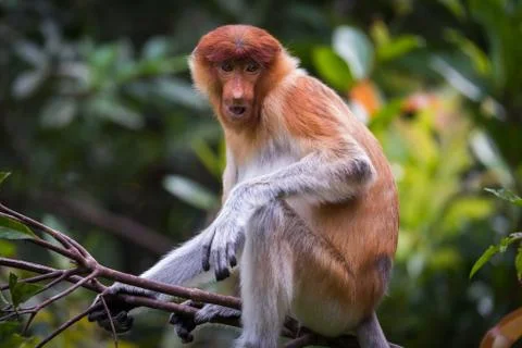 Female Proboscis monkey Stock Photos