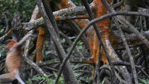 Female proboscis monkey in the wild, sitting on tree, moving at mangrove forest  Stock Footage 246645010