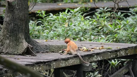 Female proboscis monkey in the wild, sitting on tree, eating and looking around  Stock Footage 279430373
