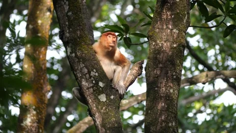 Female proboscis monkey in the wild, sitting on tree, eating and looking around  Stock Footage 284782312