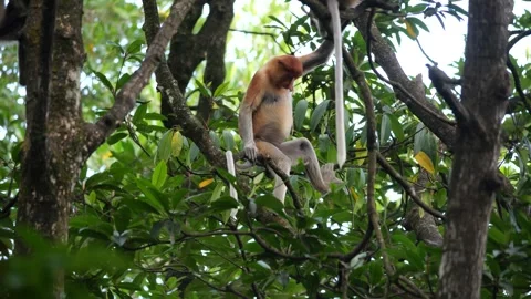 Female proboscis monkey in the wild, sitting on tree, eating and looking around  Stock Footage 288064964