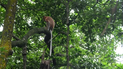 Female proboscis monkey in the wild, sitting on tree, eating and looking around  Stock Footage 303785413