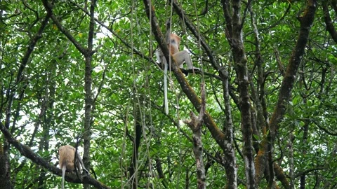 Female proboscis monkey in the wild, sitting on tree Stock Footage 306563456