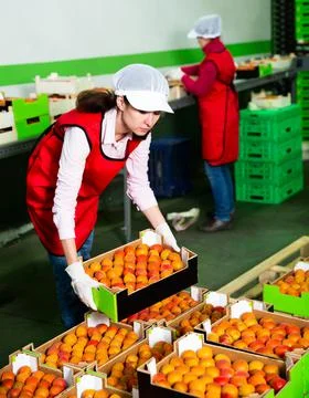 Female in process of sorting and packaging apricots Stock Photos