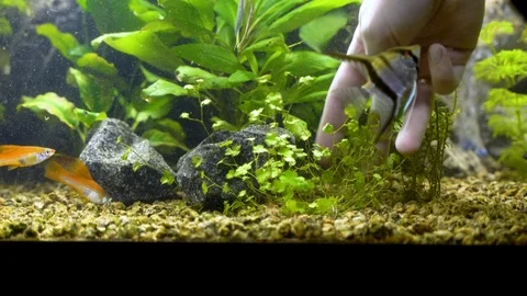 Female puts the plant in aquarium Stock Footage 114963243