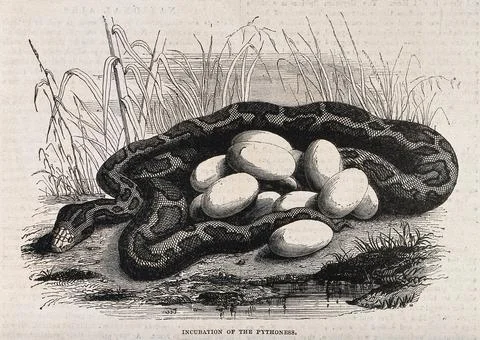 A female python guarding her eggs. Wood engraving, ca. 1850. Stock Illustration