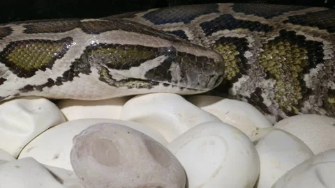 Female python overseeing her eggs in nest Video stock 155214706