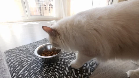 A female ragdoll cat eats cat food Stock Footage