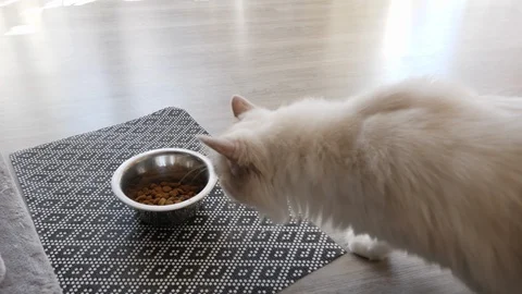 A female ragdoll cat eats cat food (2) Video stock 130012893