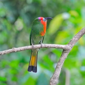 Female red-bearded bee-eater Stock-Fotos