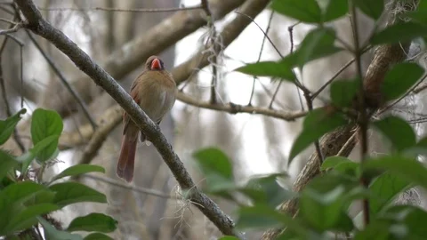 Female Red Cardinal Sitting in Tree, 4K Stock Footage 71954363