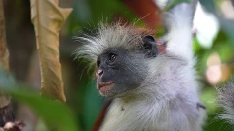 Female Red Colobus Monkey face at the Jozani Forest of Zanzibar Island Stock Footage 221962814