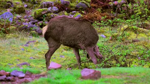 Female red deer, having a scratch, in Glencoe, Scotland. Stock Footage 321462173