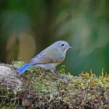 Female red-flanked bluetail Stock Photos